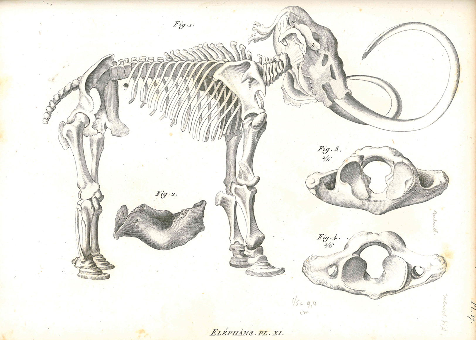 Georges Cuvier, Eléphans, pl. 11. Da Recherches sur les ossemens fossiles... Atlas. 4. éd. Paris  E. D’Ocagne, 1836