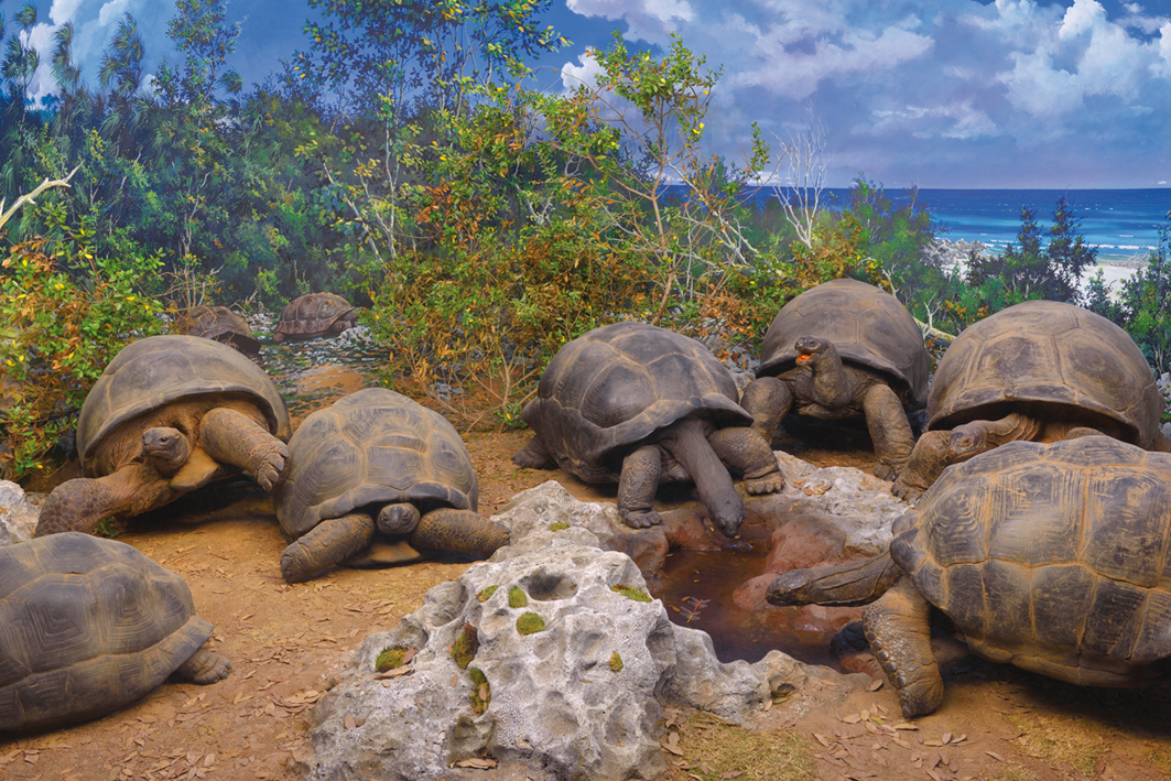 Tartarughe Aldabra