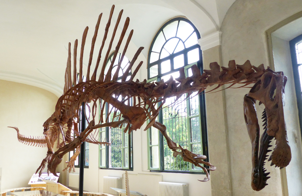 Scheletro dello Spinosauro esposto in occasione della mostra a Palazzo Dugnani di Milano nel 2015 (Cristiano Dal Sasso)