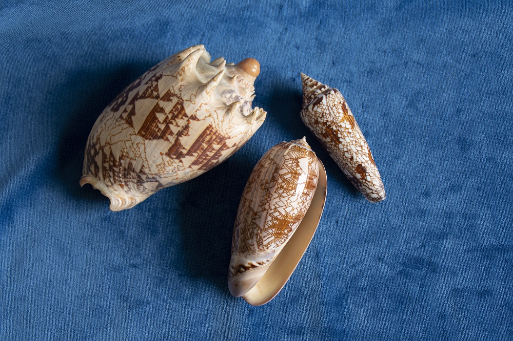 Tre conchiglie caratterizzate dal disegno “a tendine” da sinistra Cymbiola imperialis, Oliva porphyria, Conus bengalensis dalla Collezione Angeletti. Foto: Gloria Longhi