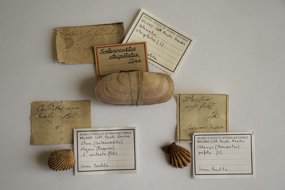 Tre esemplari della collezione Aradas (Solenocurtus strigillatus, Cardita aculeata e Pecten pes-felis) con le etichette originali e quelle riportanti i nomi attuali. Foto: Gloria Longhi