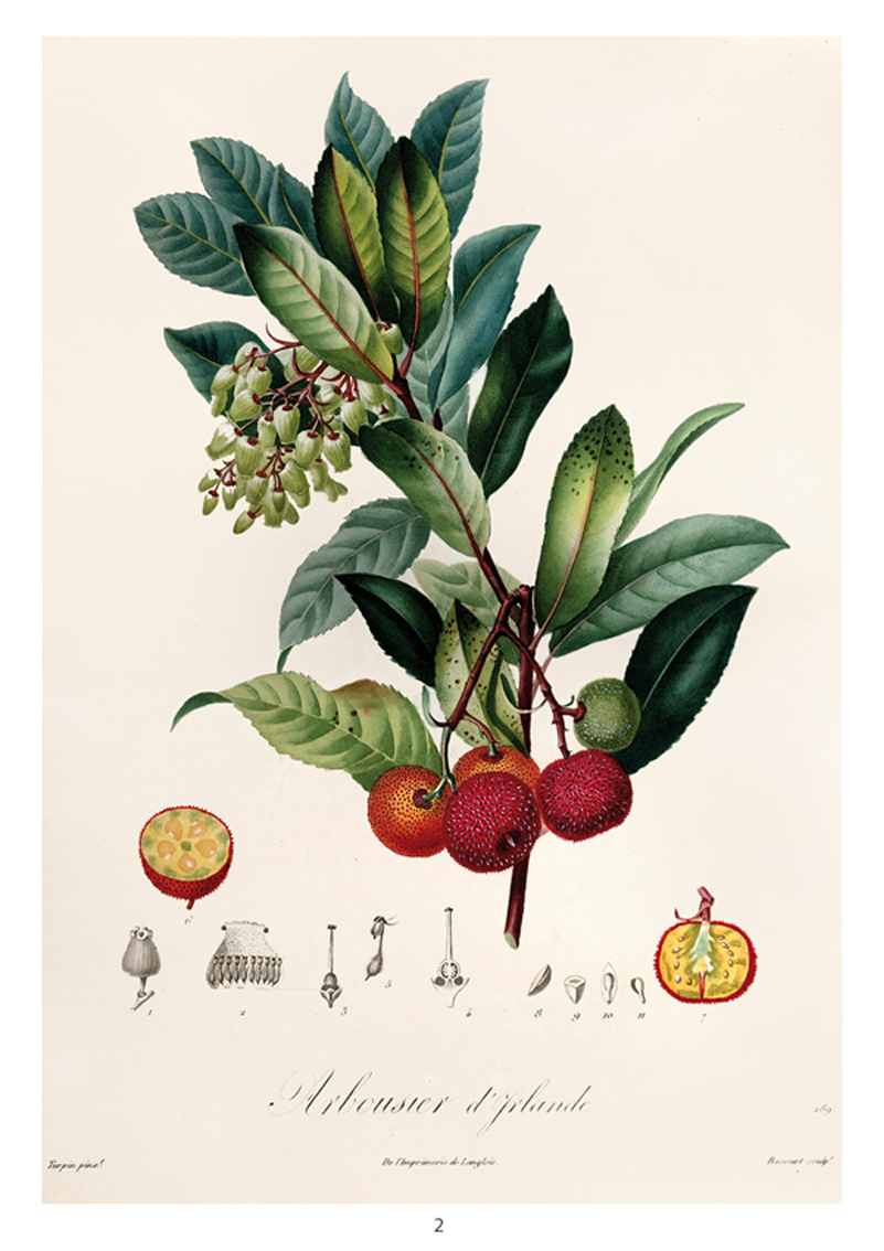 Giornata FAI di Autunno 2017 Arbousier. In: Henri Louis Duhamel du Monceau, Traité des arbres fruitiers, Vol. 3 (Paris-Strasbourg, 1835)