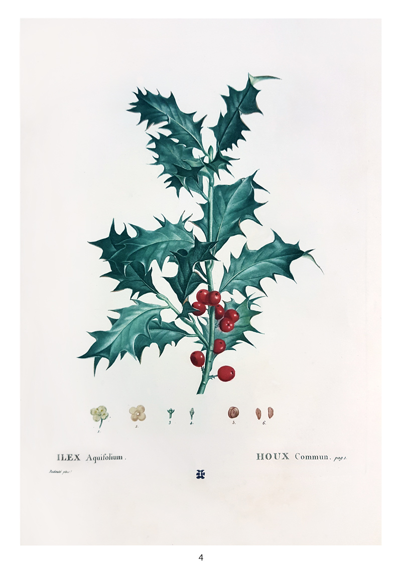 Natale 2017 Ilex Aquifolium. In: Henri Louis Duhamel du Monceau, Traité des arbres et arbustes que l’on cultive en France en pleine terre, Vol. 1 (2. éd., Paris, 1800)