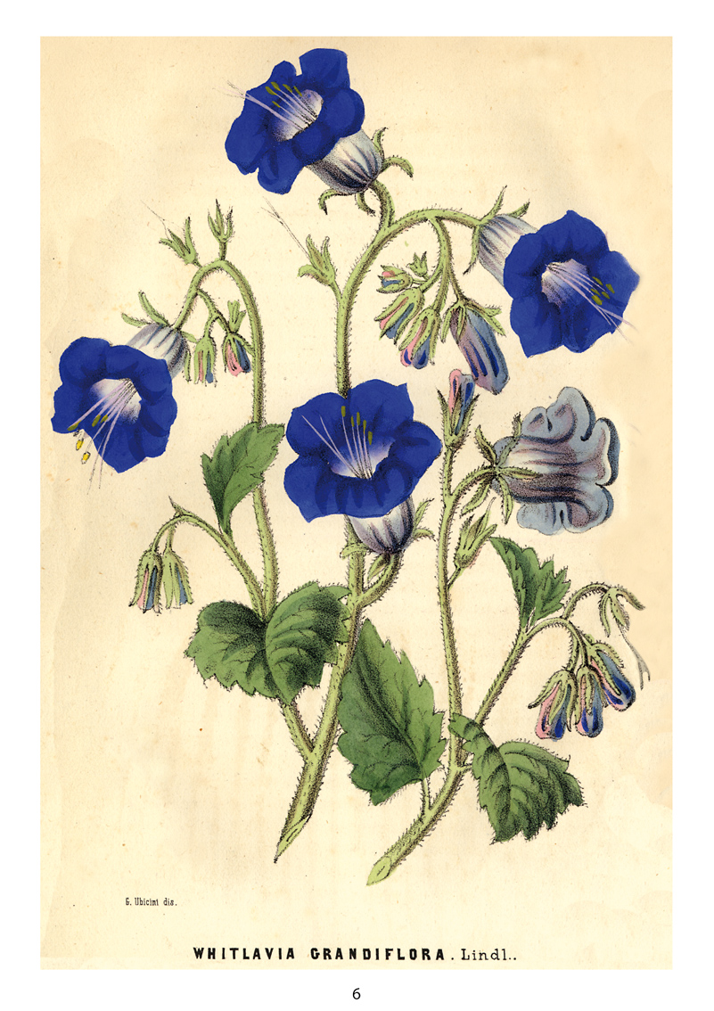 Museo City 2018 – Museo Segreto Whitlavia grandiflora. In: I giardini. Giornale d’orticoltura compilato da distinti botanici e agronomi italiani, Vol. 3 (Miano, 1856)