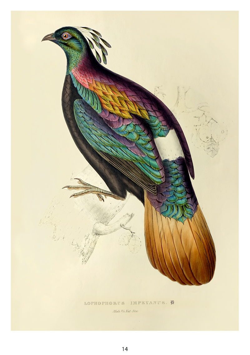 Museo City 2020 Lophophorus Impeyanus. In: John Gould, A century of birds from the Himalaya mountains (London, 1832)