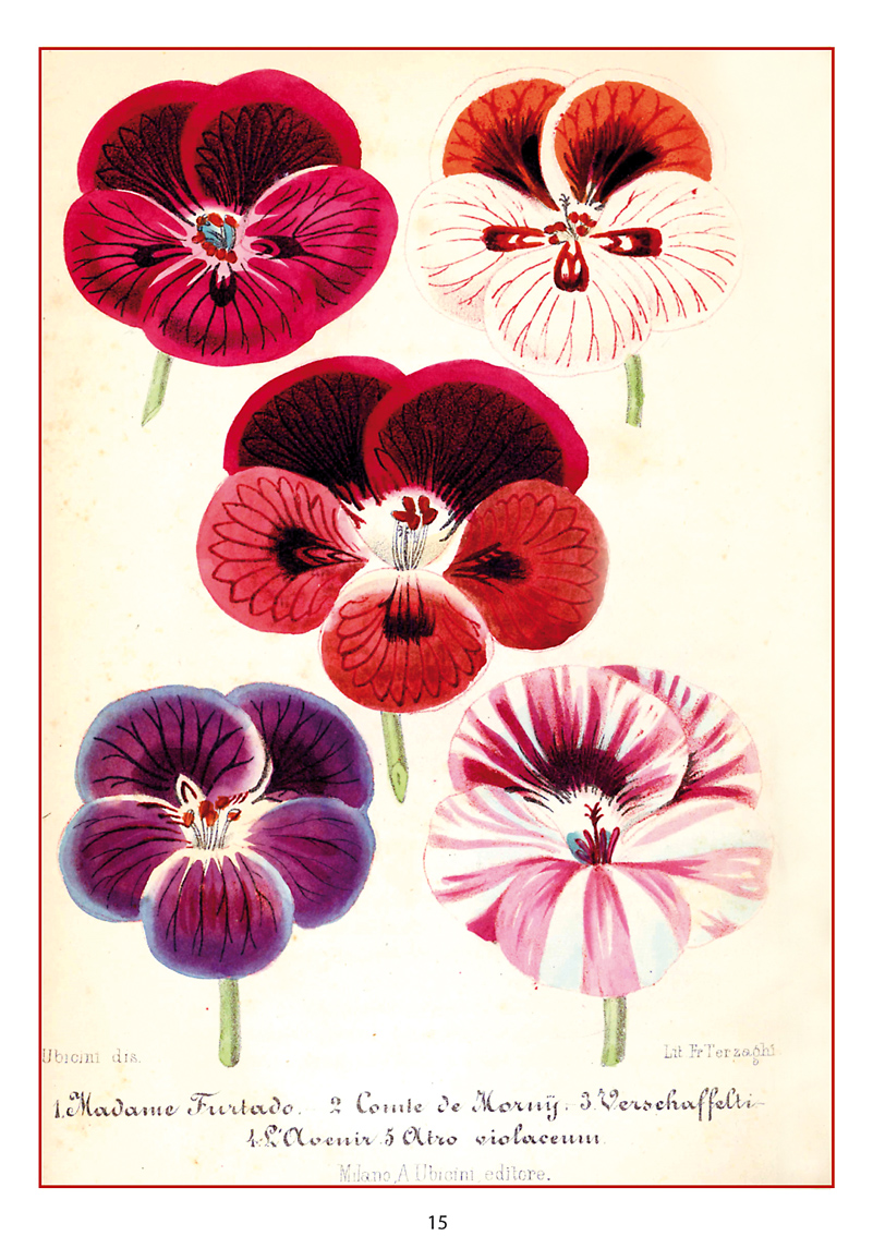 Natale 2021 Pelargonium grandiflorum. In: I giardini. Giornale d’orticoltura, Vol. 4 (Milano, 1858)